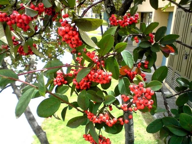 Frutilla en un árbol | Flickr - Photo Sharing!