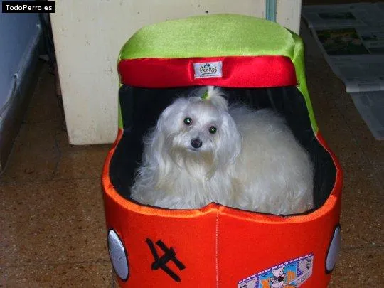 Este es Frutillita, mi perro