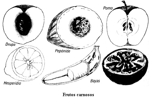 EL FRUTO