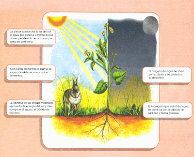 el fruto la nutricion de las plantas fotosintesis respiracion ... el fruto la nutricion de las plantas fotosintesis respiracion ...