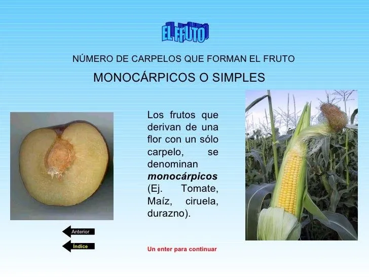 Fruto y semilla