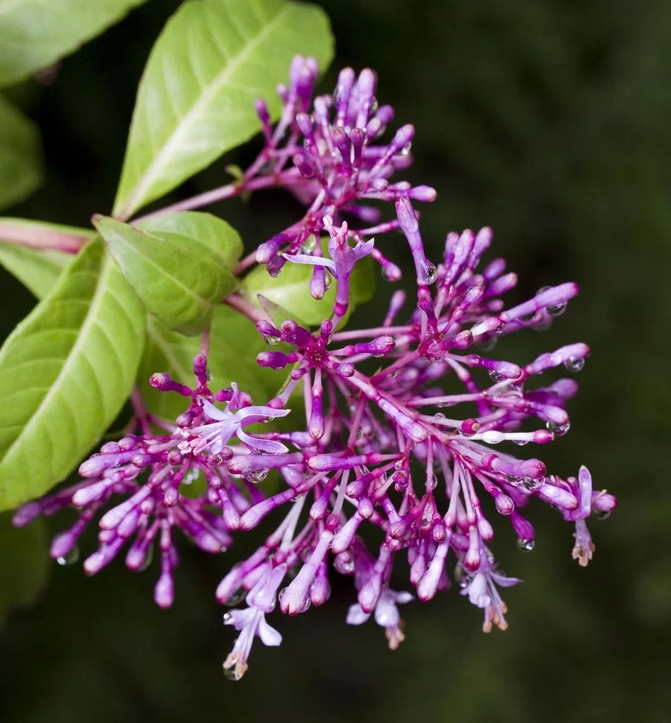 Fuchsia arborescens nombre comun fucsia arbórea o fucsia lila : El ... Fuchsia arborescens nombre comun fucsia arbórea o fucsia lila : El ...