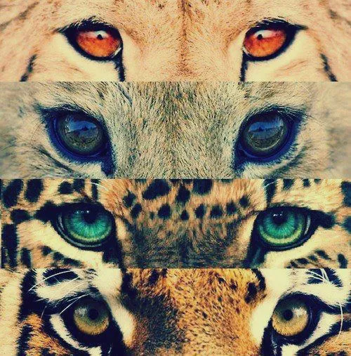 Fuck the Society // Amo los ojos de los Cheetas y los Tigres Hueón... Fuck the Society // Amo los ojos de los Cheetas y los Tigres Hueón...