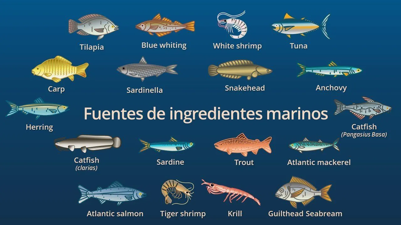 Fuentes más comunes de ingredientes marinos | IFFO - The Marine Ingredients Organisation Fuentes más comunes de ingredientes marinos | IFFO - The Marine Ingredients Organisation