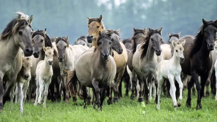 fullHD #wild #horses / #caballos #salvajes en #1080p | Caballos ... fullHD #wild #horses / #caballos #salvajes en #1080p | Caballos ...