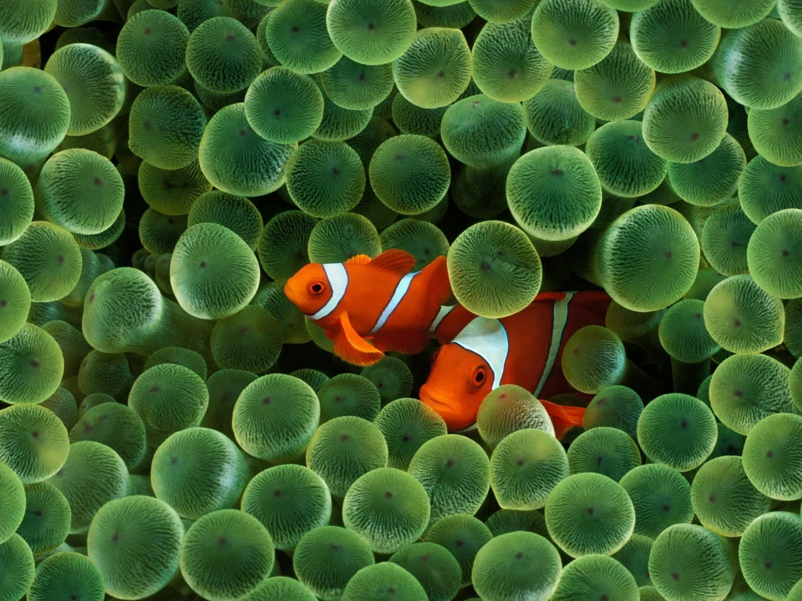 fun with faisy: HD Wallpapers Mix Animals-