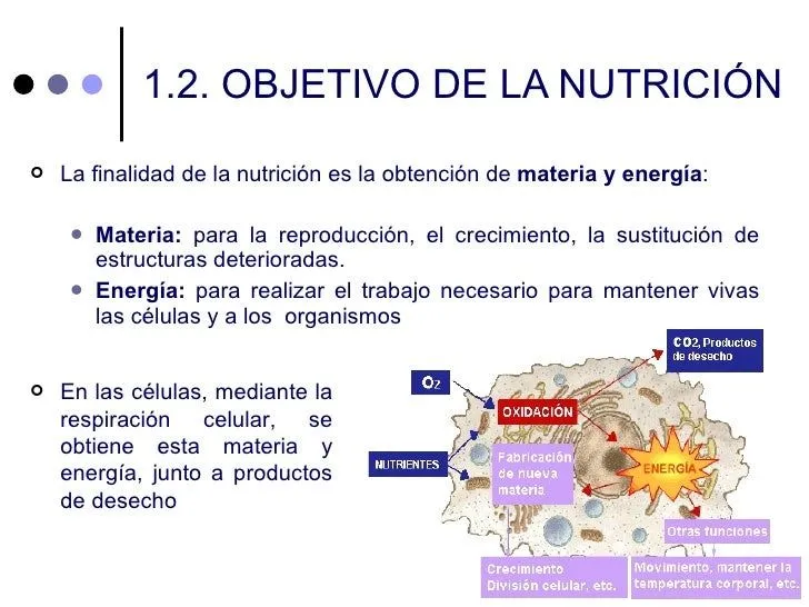 funcin-de-nutricin-en-el- ...