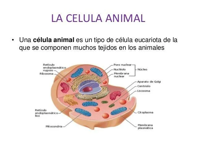 Funcion celula 5 a