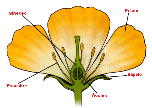 Funcion de la flor - Imagui