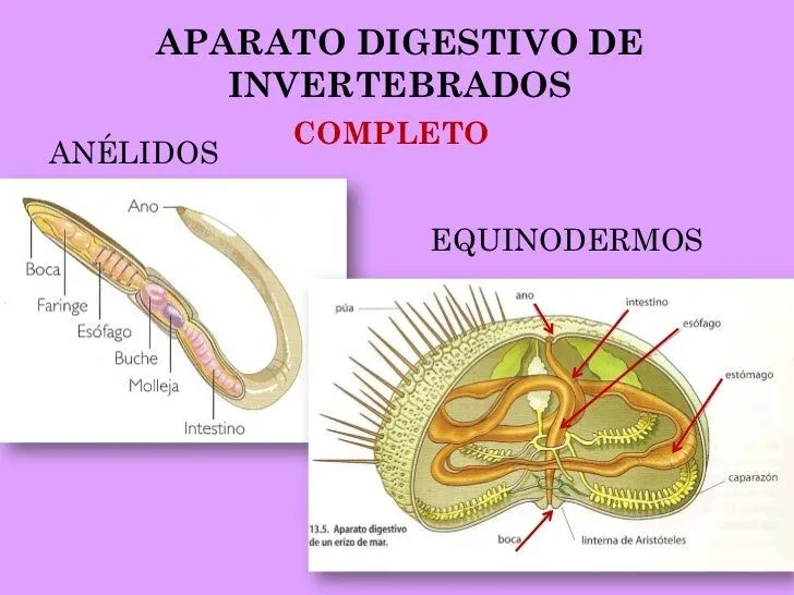 LA FUNCIÓN DE NUTRICIÓN EN LOS ANIMALES. APARATOS DIGESTIVO Y RESPIRA… LA FUNCIÓN DE NUTRICIÓN EN LOS ANIMALES. APARATOS DIGESTIVO Y RESPIRA…