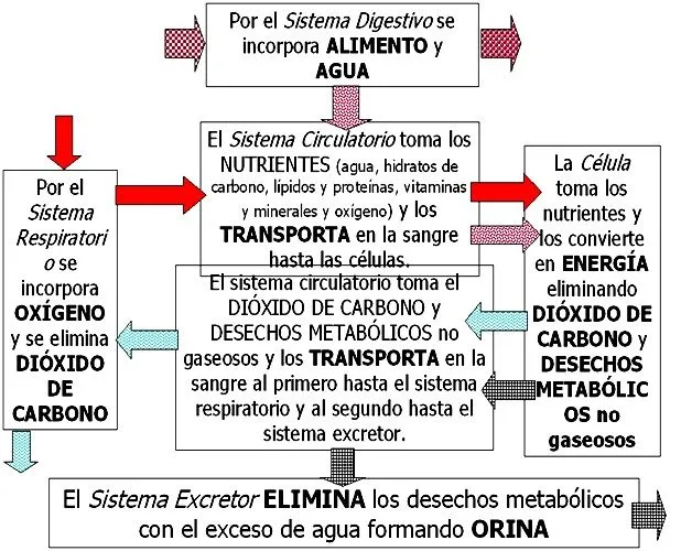 La Función de Nutrición | Biología.