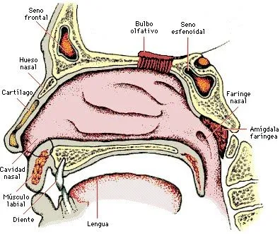  ... funcion de los receptores sensoriales de los animales con su habitat