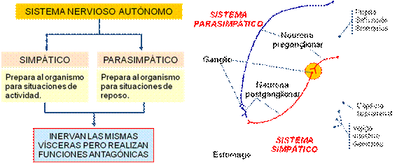 Función de relación. 1º bachiller. Cosas de Ciencias. Isabel Etayo ... Función de relación. 1º bachiller. Cosas de Ciencias. Isabel Etayo ...