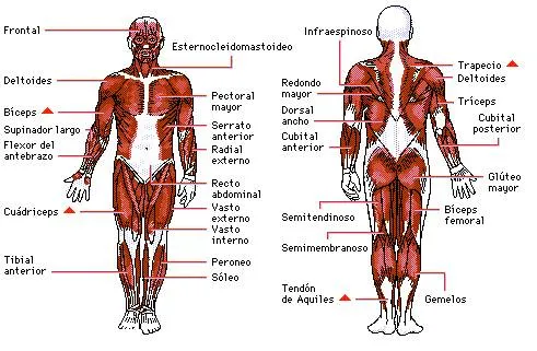 LA FUNCIÓN DE RELACIÓN: EL APARATO LOCOMOTOR | El Blog del Maestro ... LA FUNCIÓN DE RELACIÓN: EL APARATO LOCOMOTOR | El Blog del Maestro ...