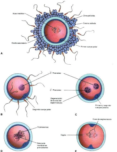 FUNCION DE REPRODUCCION EN EL SER HUMANO: ESPERMATOGENESIS Y ... FUNCION DE REPRODUCCION EN EL SER HUMANO: ESPERMATOGENESIS Y ...