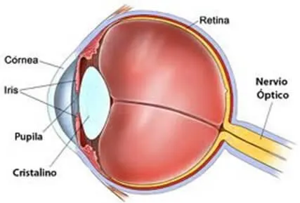 Cómo Funciona El Ojo Humano? | Dr. Francisco Dacarett