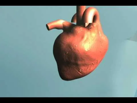 FUNCIONAMIENTO DEL CORAZON ANIMACION 3D - YouTube