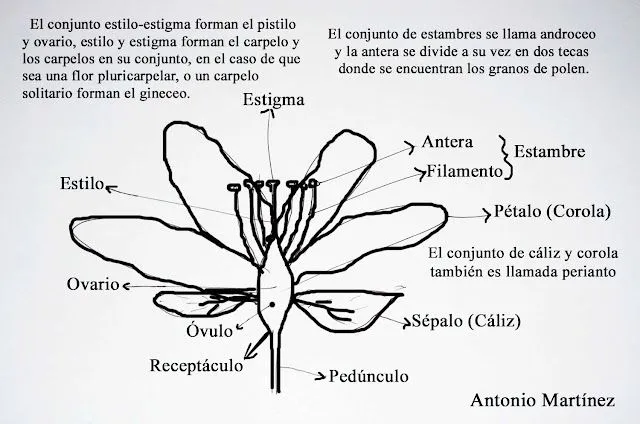 Flor con sus partes para colorear - Imagui