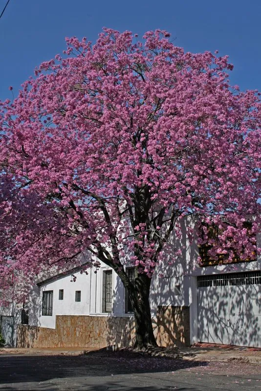 FUNDACION CAMINO SUSTENTABLE: APAMATE (TABEBUIA ROSEA) PRIMO ...