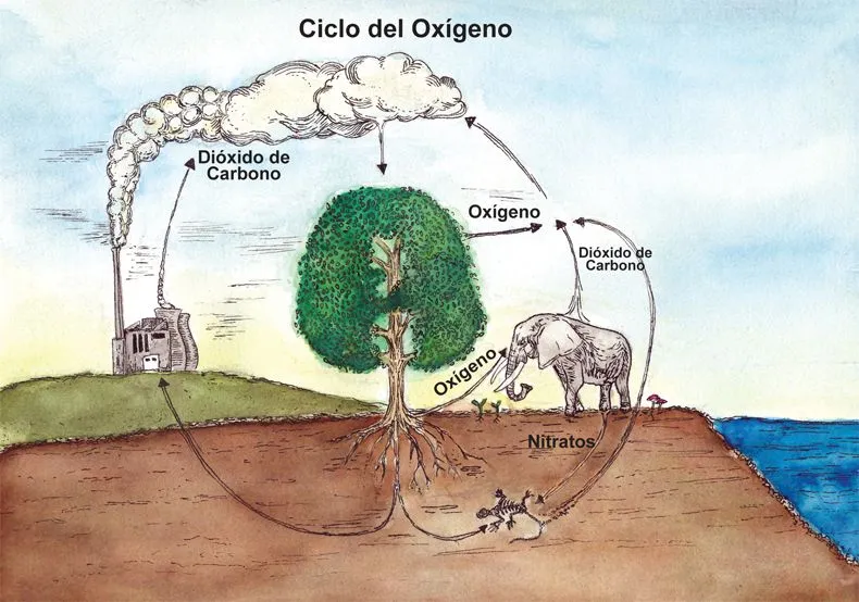 Fundación Secretos para contar | El ciclo del oxígeno