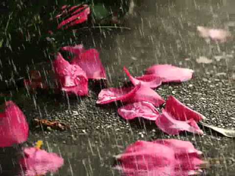Fundo Musical para Cenas, Tema: Flores ao Piano e Chuva - YouTube Fundo Musical para Cenas, Tema: Flores ao Piano e Chuva - YouTube