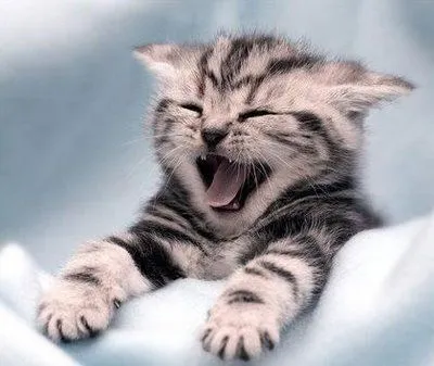 Funny Animal: 08/19/11