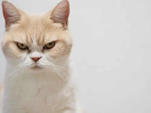 Funny cat face | Annoyed Cats: Funny Faces | Pinterest