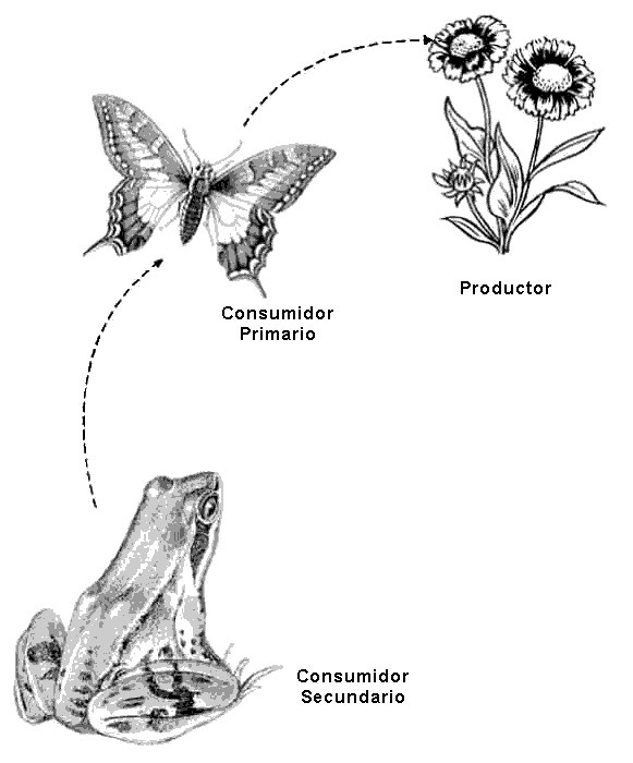 Dibujo para pintar de una red trofica - Imagui