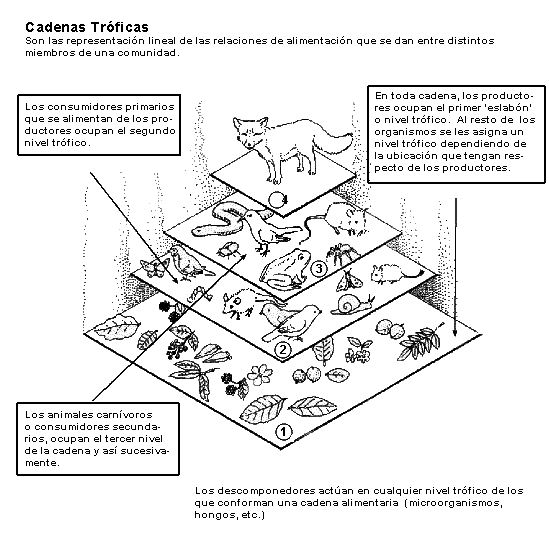 Para qué futuro educamos?: Ecosistema: Pirámides, Cadenas y Redes ...