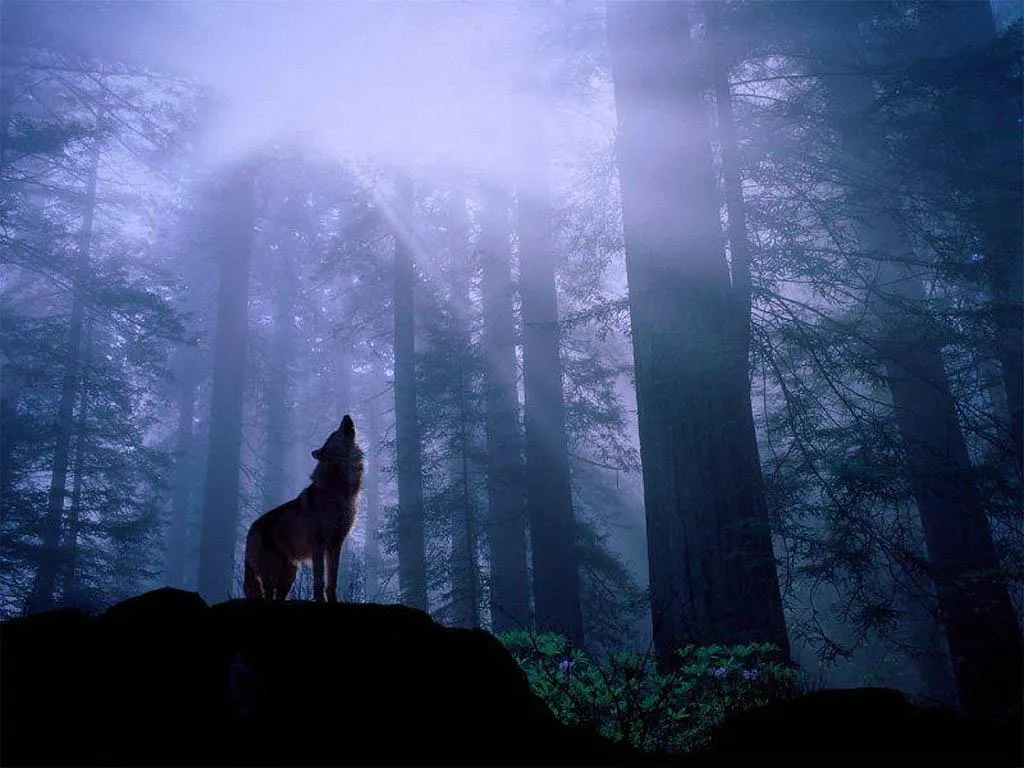 EL FUTURO ESTÁ EN LAS ROSAS: Lobos: del miedo a la admiración EL FUTURO ESTÁ EN LAS ROSAS: Lobos: del miedo a la admiración