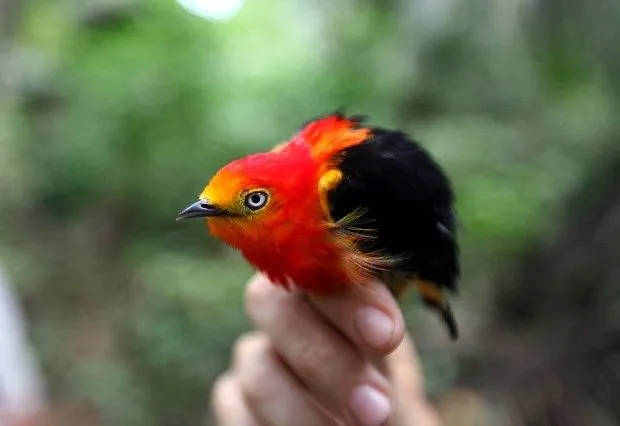 G1: Aves de las áreas de influencia de hidroeléctrica son ...