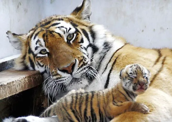 G1 > Mundo - NOTÍCIAS - Tigre siberiano brinca com o filhote na China G1 > Mundo - NOTÍCIAS - Tigre siberiano brinca com o filhote na China