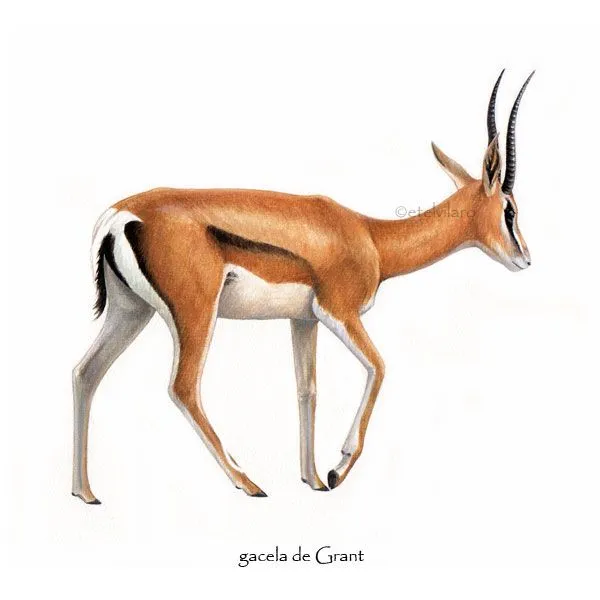 Gacelas en dibujo - Imagui