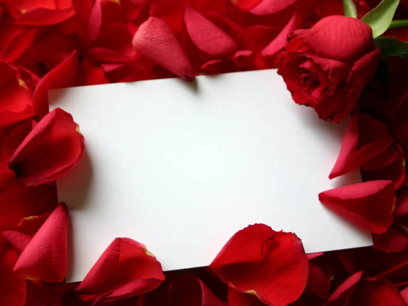 Gadgets Info Available: Wallpaper Rosas Rojas Gadgets Info Available: Wallpaper Rosas Rojas