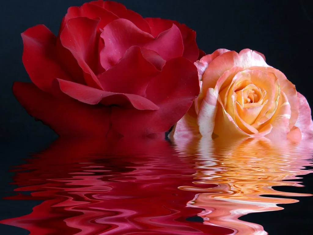 Gadgets Info Available: Wallpaper Rosas Rojas Gadgets Info Available: Wallpaper Rosas Rojas