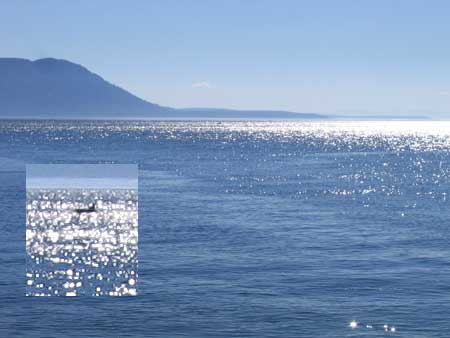 Gaian Tarot Artist's Journal: Of Whales and Mermaids Gaian Tarot Artist's Journal: Of Whales and Mermaids