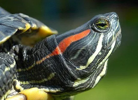 GAL Guía de cuidados para tortuga japonesa ~ Acuario CICLIX GAL Guía de cuidados para tortuga japonesa ~ Acuario CICLIX
