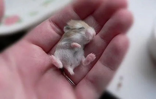 Galería de 35 bebes animales | La cocina de Bender