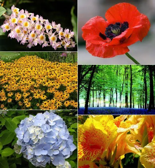 Galeria De Algunas Las Flores Más Lindas Del Mundo Pictures Galeria De Algunas Las Flores Más Lindas Del Mundo Pictures