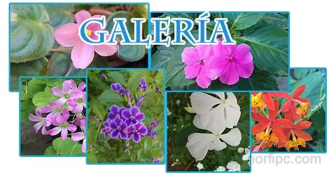 Galería de fotografías de flores tropicales Galería de fotografías de flores tropicales