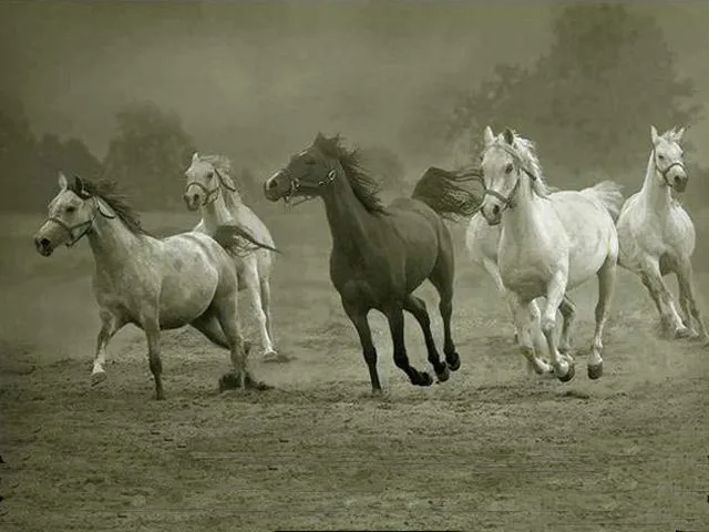 Galería de fotos caballos criollos El Chusco y Las Boleadoras Galería de fotos caballos criollos El Chusco y Las Boleadoras