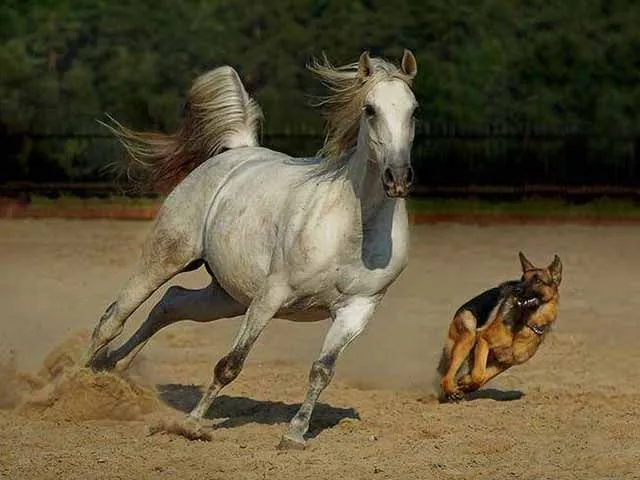 Caballo en movimiento - Imagui