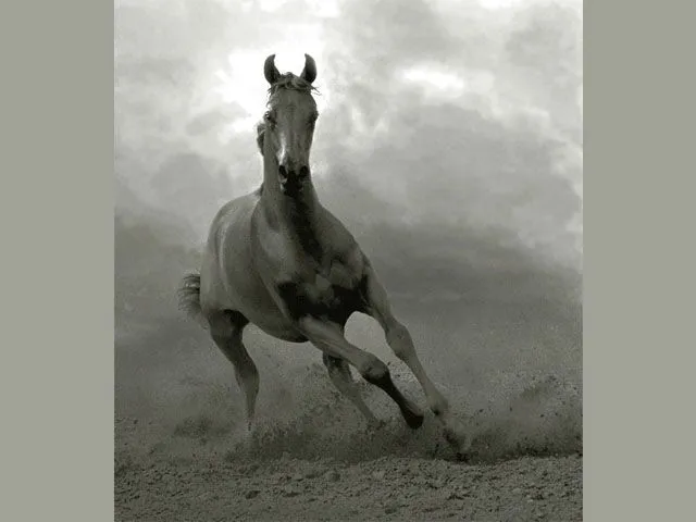 Galería de fotos caballos criollos El Chusco y Las Boleadoras Galería de fotos caballos criollos El Chusco y Las Boleadoras