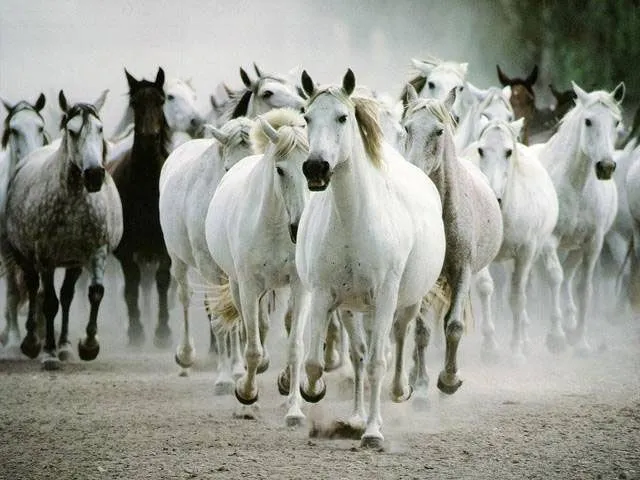 Galería de fotos caballos criollos El Chusco y Las Boleadoras Galería de fotos caballos criollos El Chusco y Las Boleadoras