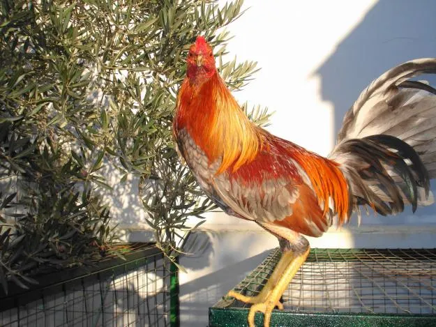 VER GALERIA DE FOTOS DE GALLOS DE PELEA DEL MUNDO: LOS GALLOS ...