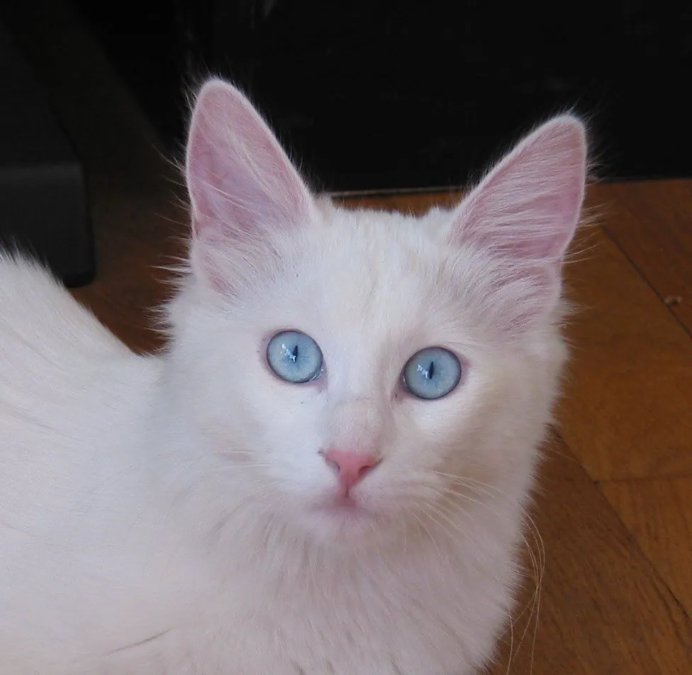 Galería de fotos de gatos Angora Turco. Gatos Angora Turco