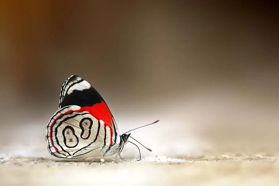 Galería de fotos Hd de mariposas | MirArte