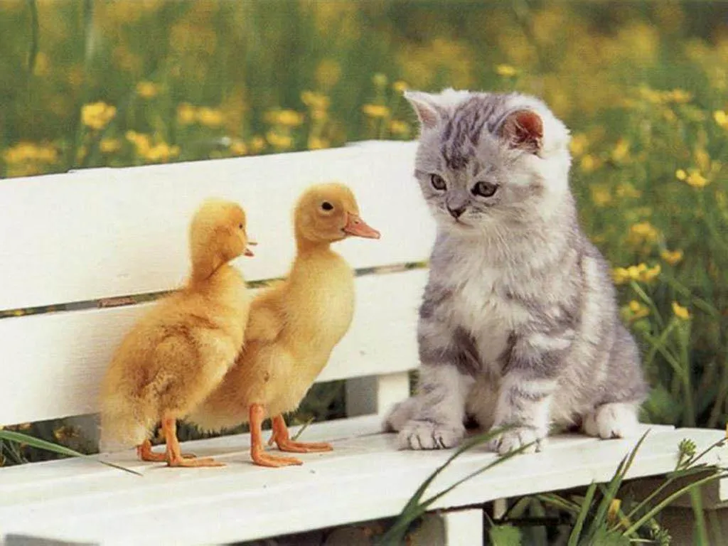 Gatitos tiernos - Imágenes Mil