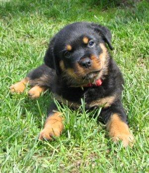 Imagenes de perros rottweiler bebés - Imagui Imagenes de perros rottweiler bebés - Imagui