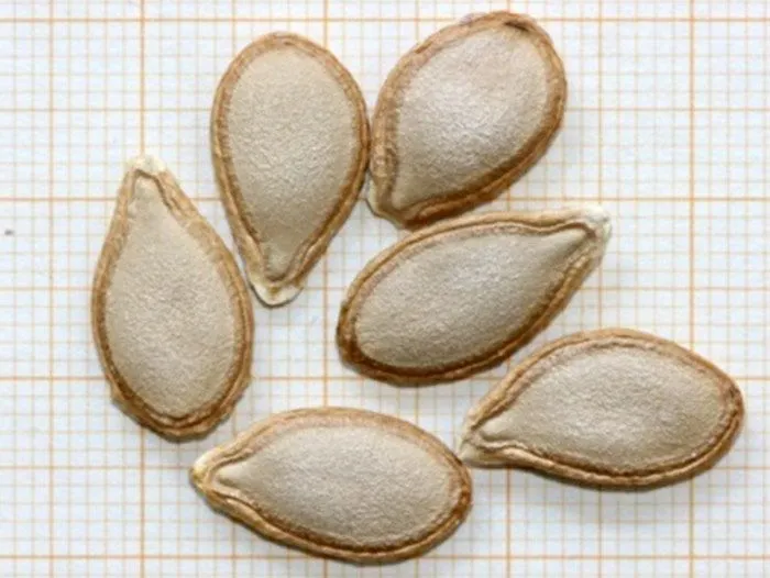 GALERÍA DE FOTOS DE SEMILLAS | DEPARTAMENTO DE PRODUCCIÓN VEGETAL UPCT GALERÍA DE FOTOS DE SEMILLAS | DEPARTAMENTO DE PRODUCCIÓN VEGETAL UPCT